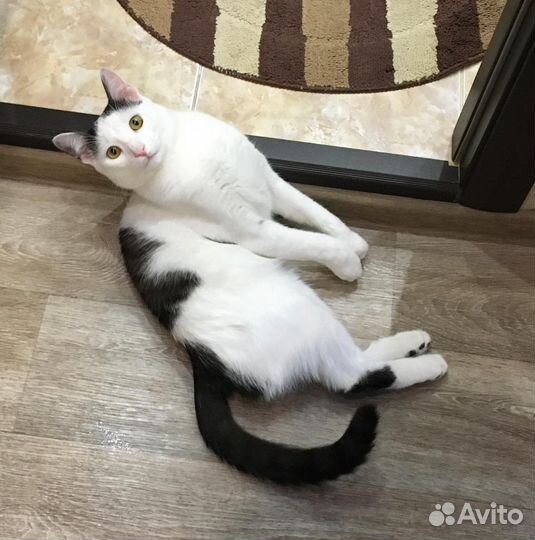 Кошка
