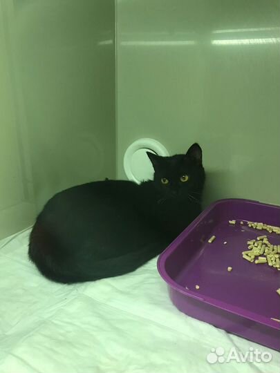 Кошечка Урсула ищет дом