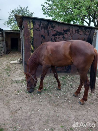 Арабские лошади