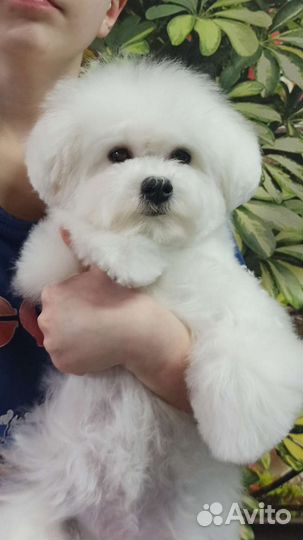 Бишон фризе-море позитива