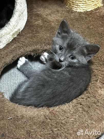 Котята- невдуплята