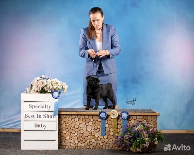 Профессиональный Хендлер