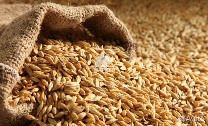 Рожь, овес, пшеница, горчица, горох, травосмесь