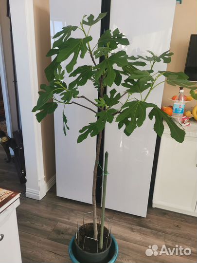 Саженцы инжира 3 х летки, в горшках 8 литров