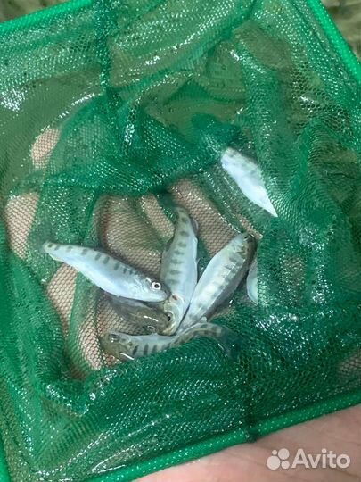 Малек фарели