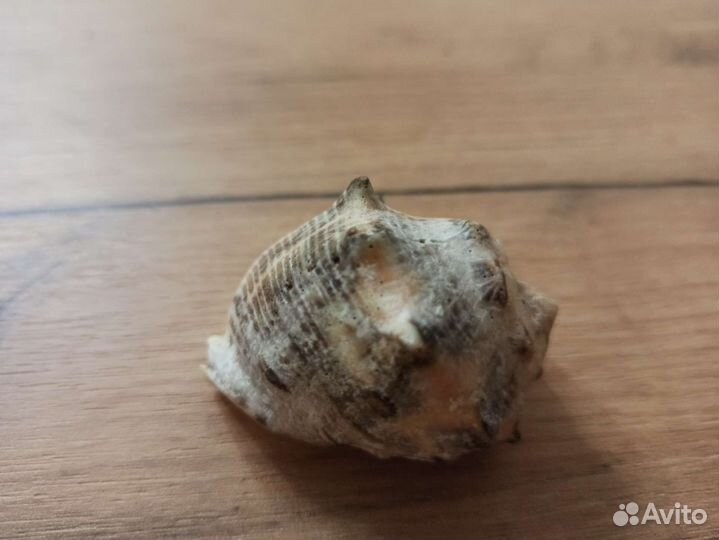 Морская раковина