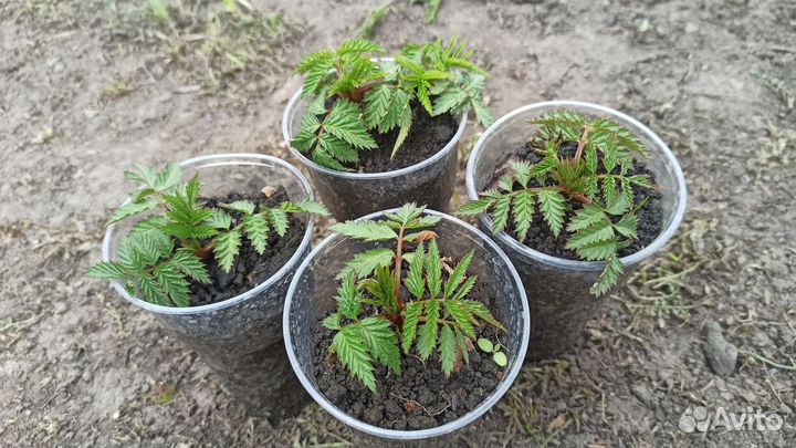 Тибетская малина