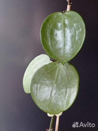 Hoya acuta silver