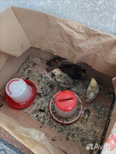 Цыплята 2 недельные