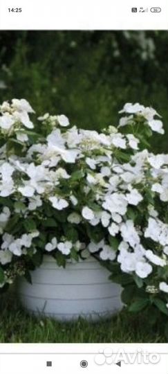 Гортензия Сбежавшая невеста