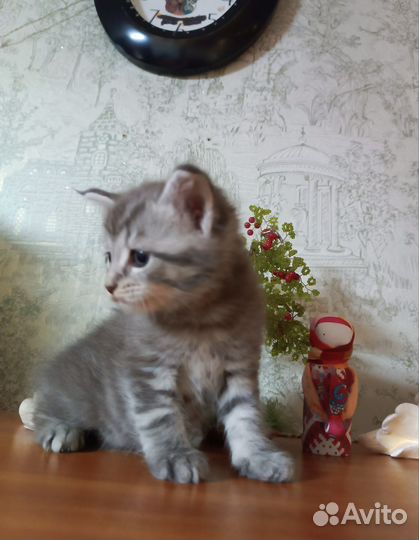 Полукровка для Вас