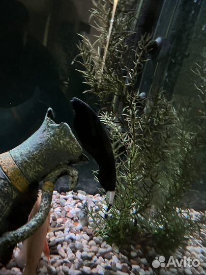 Аквариум с тумбой