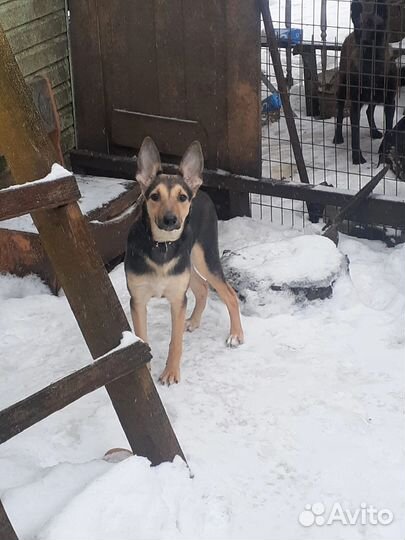 Собака в добрые руки девочка