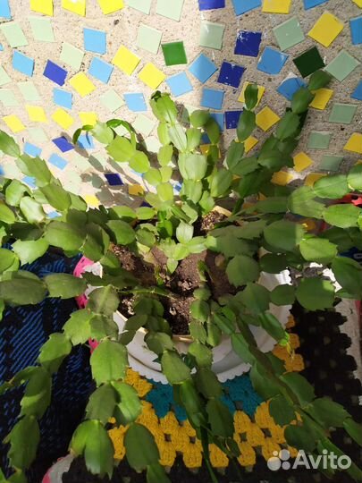 Декабрист шлюмбергера