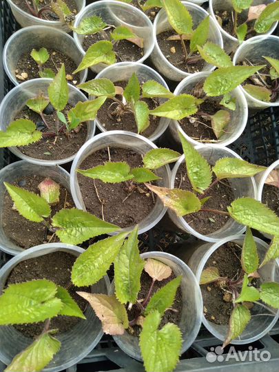 Колокольчик