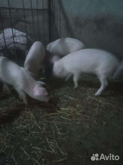 Поросята ландрас