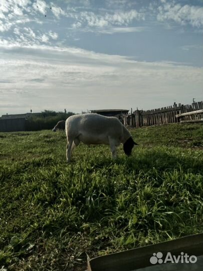 Дорперы бараны