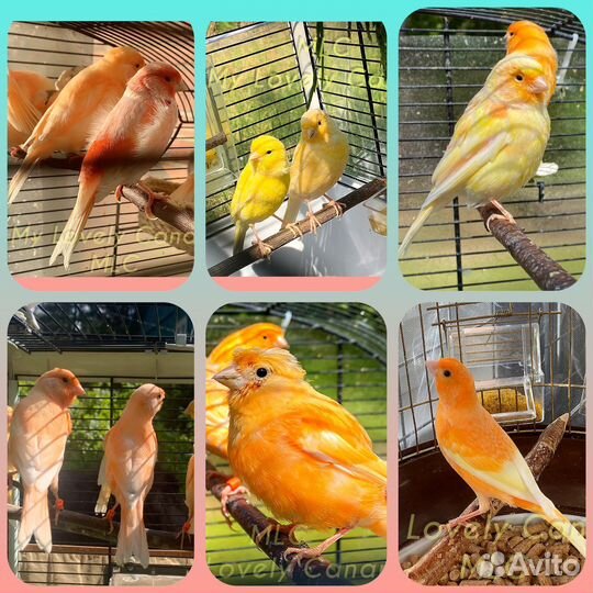 Кенары и канарейки фиорино,певчие,цветные