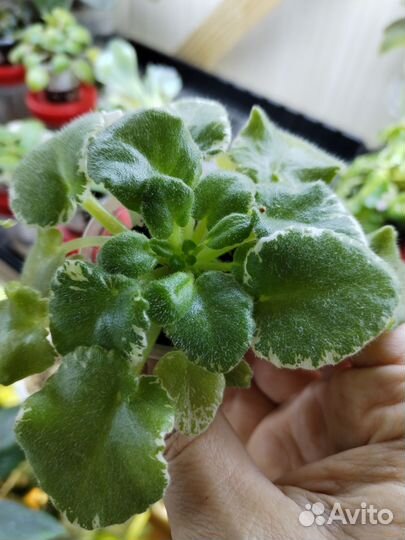 Фиалки мини (часть 2)