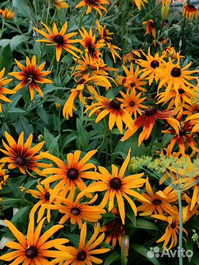 Рудбекия (многолетники для сада)