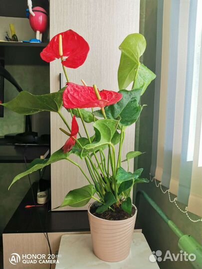 Антуриум Миннесота серия большие американцы