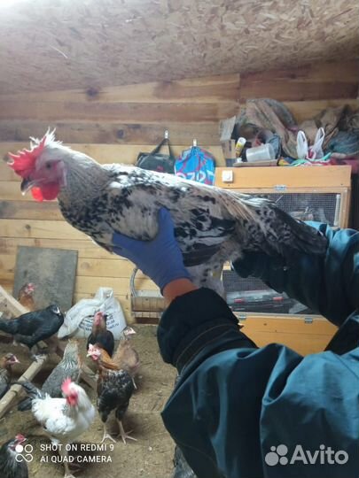 Молодые петухи