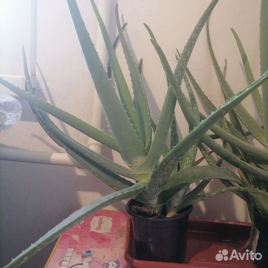 Алоэ вера лечебный