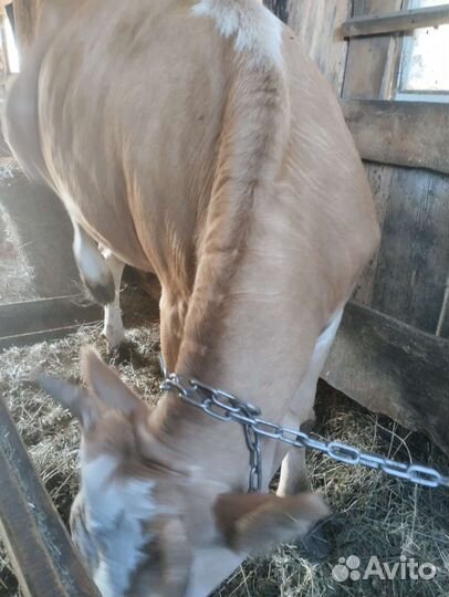 Бычки и телки