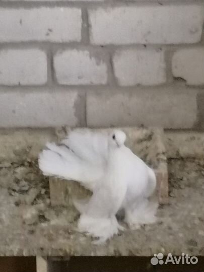 Продажа голубей статные