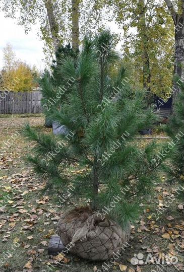 Саженцы сибирского кедра экстра класс