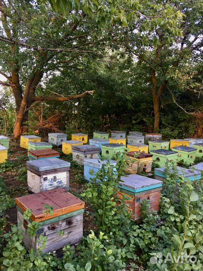 Пчелосемьи