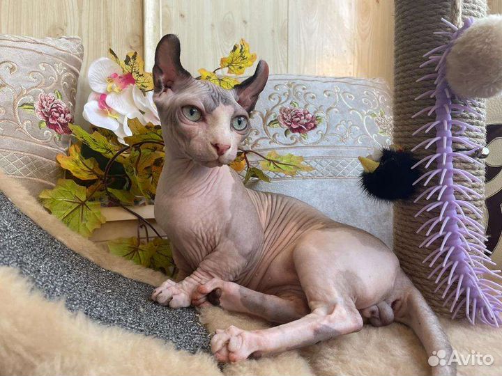 Двэльф мальчик