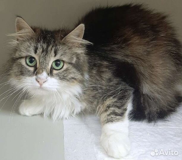 Сибирская Алиса ищет семью