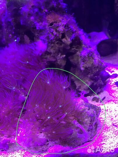 Коралл клавулярия