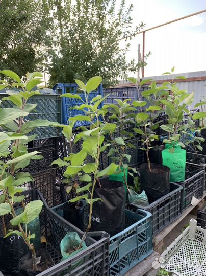 Саженцы яблони, груша