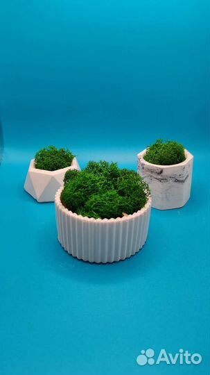 Стабилизированный мох в горшочках