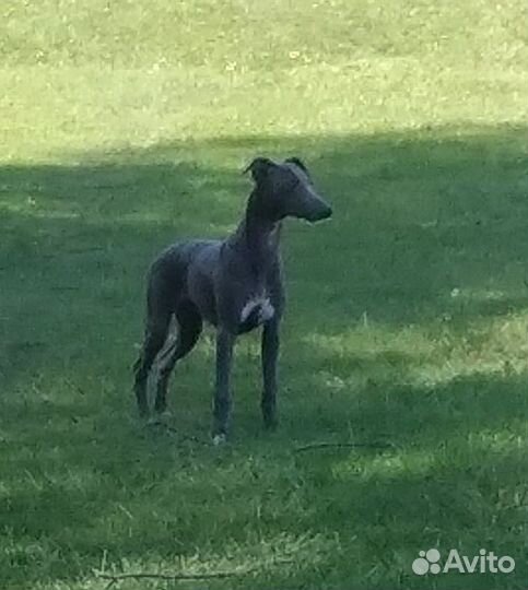 Щенки уиппета