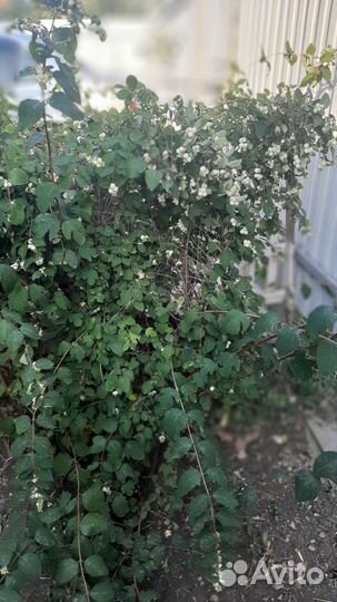 Снежноягодник