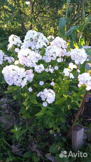 Флокс многолетний белый