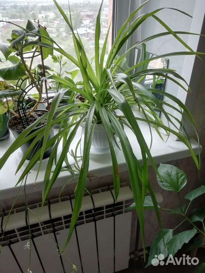 Хлорофитум