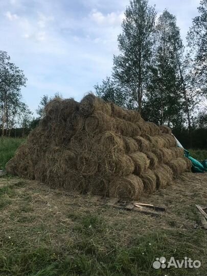 Продам сено в рулонах