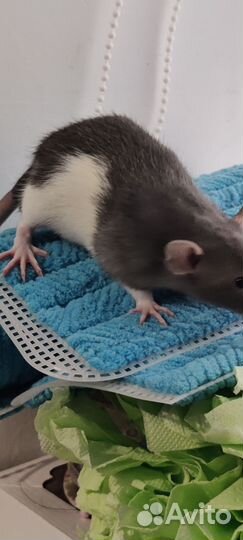 Декоративная крыса