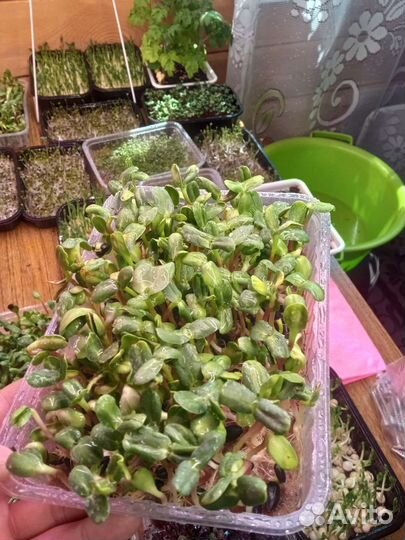 Микрозелень Базилик Редис Санго