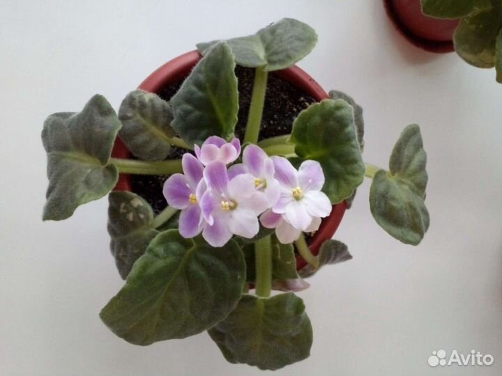 Фиалки, глоксинии, тидии