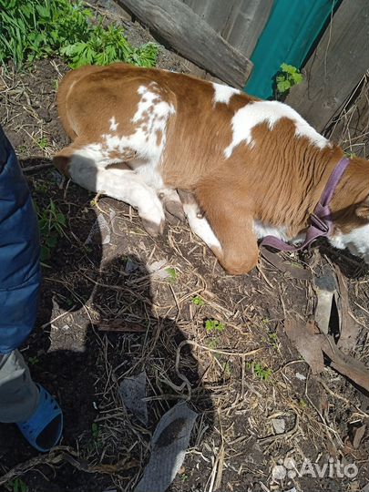 Бычок 1 месяц