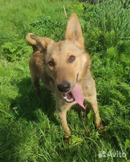 Билли ищет дом