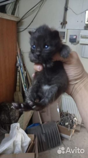 Изу кормящую кошку