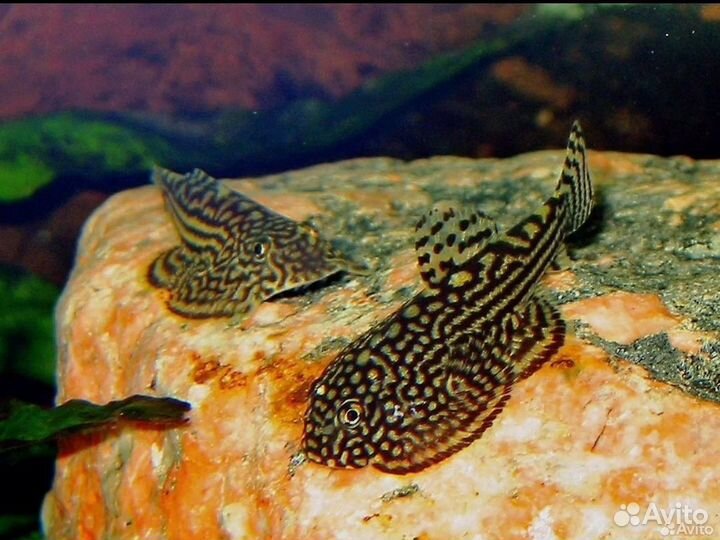 Севилии, Коридорасы, брохисы, золотые рыбки