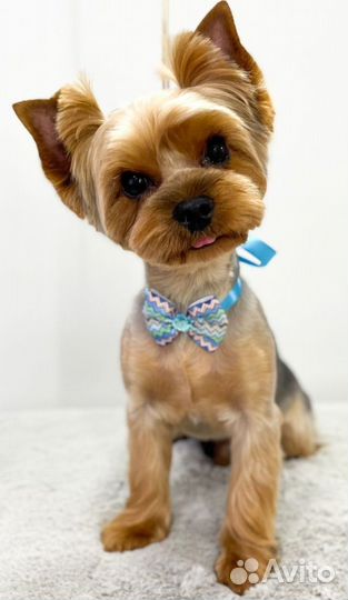 Йоркширский терьер вязка мальчик