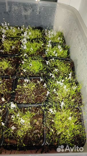 Utricularia sandersonii,пузырчатка Сандерсона